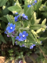 Pentaglottis sempervirens