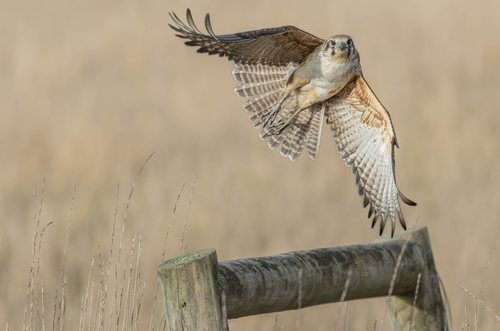 Brown Falcon