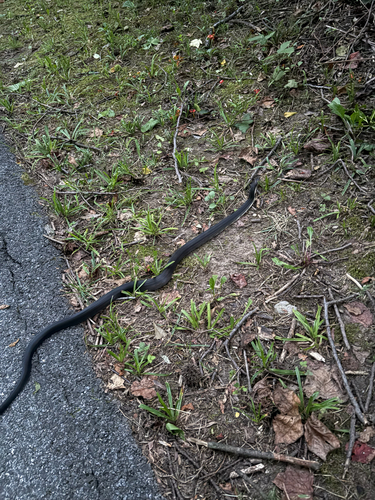 Central Ratsnake observed by brettaugust