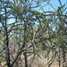 Grevillea striata - Photo (c) Margaret Donald, algunos derechos reservados (CC BY-NC-ND)