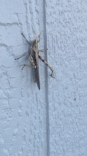 Gray Bird Grasshopper