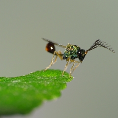 Eucharitidae