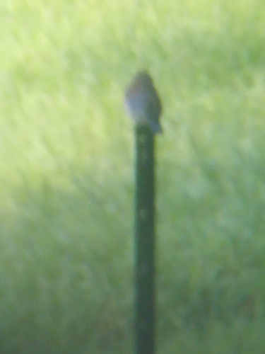 Eastern Bluebird observed by jacobbuchanan2