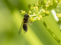 Epistrophe eligans