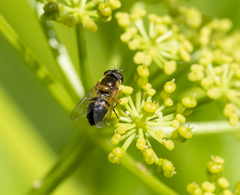 Epistrophe eligans
