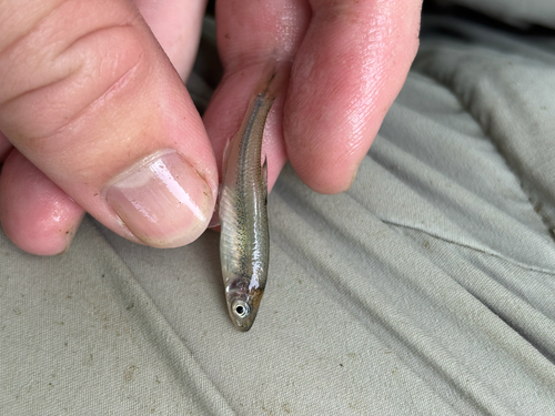 Redfin Shiner