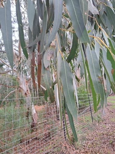 manna gum