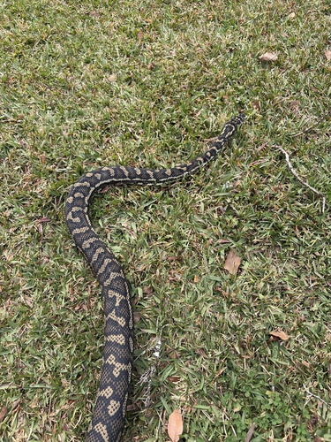 Coastal Carpet Python