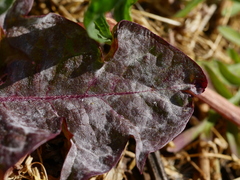 Podosphaera erigerontis-canadensis