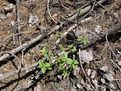 Frangula betulifolia