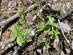 Frangula betulifolia