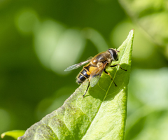 Eristalis horticola