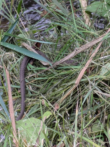 Western Terrestrial Garter Snake observed by jackiec42
