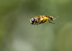 Eristalis horticola