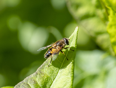 Eristalis horticola
