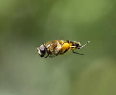 Eristalis horticola