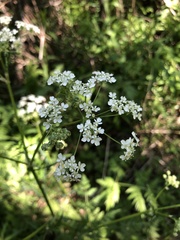 Chaerophyllum hirsutum