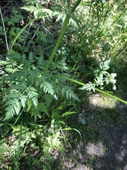 Chaerophyllum hirsutum