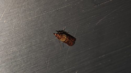 Indian-Meal Moth