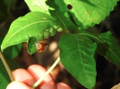 Aspidimorpha furcata