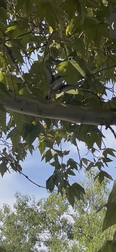 Black-chinned Hummingbird observed by zaquarryziemba