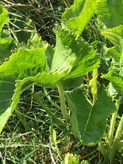 Armoracia rusticana