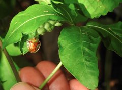 Aspidimorpha furcata