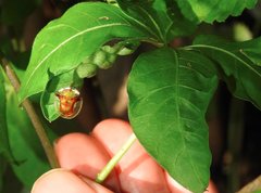 Aspidimorpha furcata