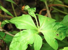 Aspidimorpha furcata