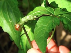 Aspidimorpha furcata