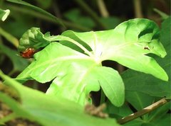 Aspidimorpha furcata