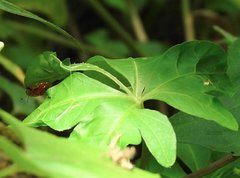 Aspidimorpha furcata