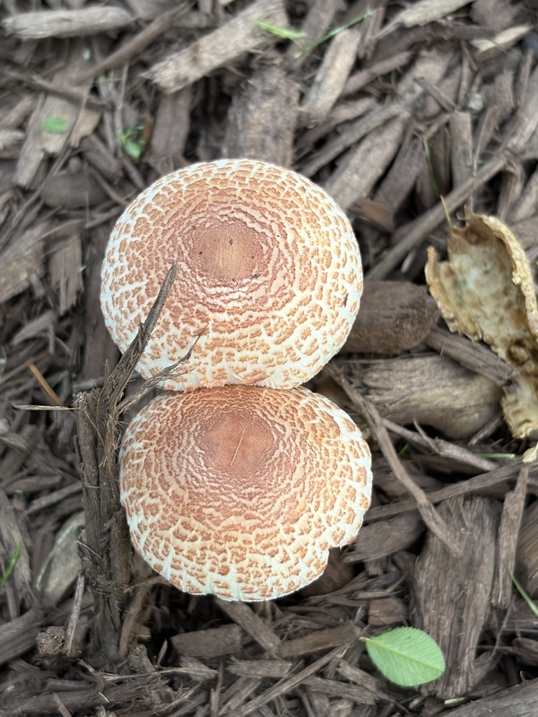 reddening lepiota · August 2026 · photo: Photo: (c) Julie Travaglini, some rights reserved (CC BY) · iNaturalist