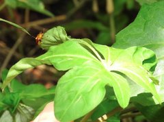 Aspidimorpha furcata