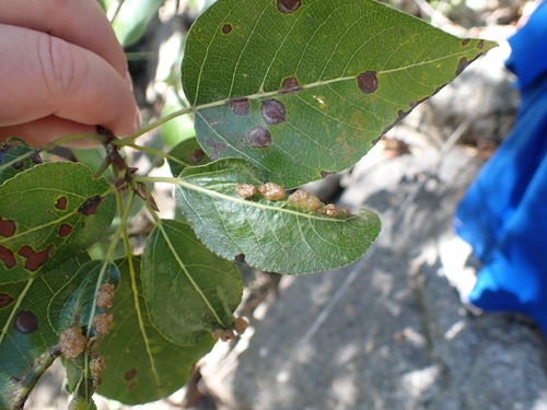 iNaturalist observation photo of Bead-like Cottonwood Gall aphid