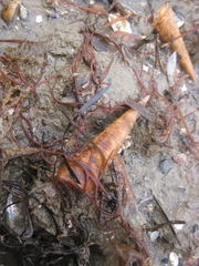 Maoricolpus roseus image