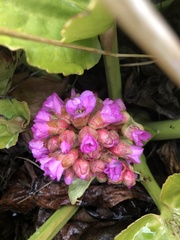 Bergenia