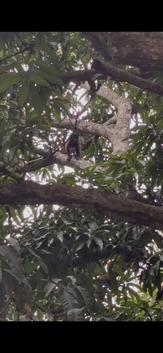 Crested Capuchin