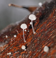 Mycena piringa