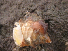 Stolidobranchia