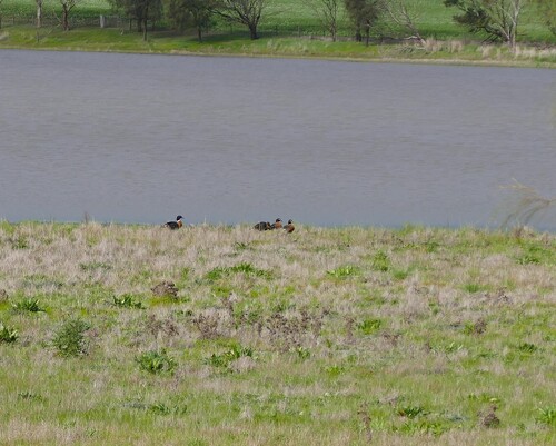 Australian Shelduck