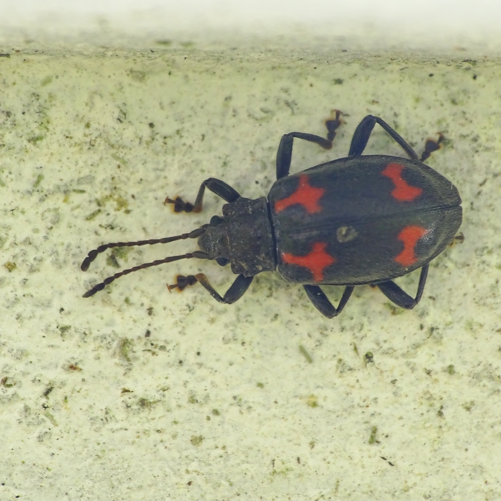 Parindalmus vestitus