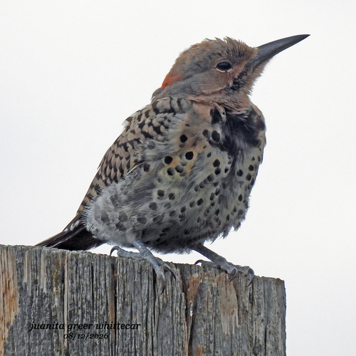 Northern Flicker observed by whickio