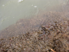 Stolidobranchia