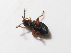 Aphthona nonstriata