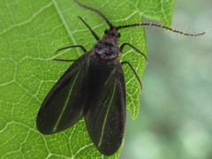 Drosicha corpulenta