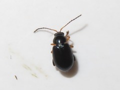 Aphthona nonstriata