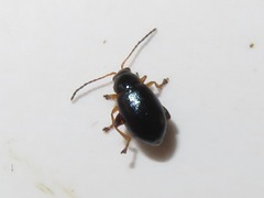 Aphthona nonstriata