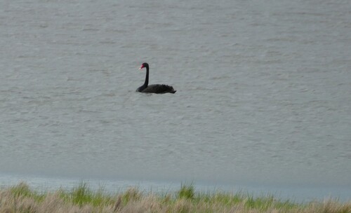 Black Swan