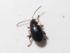 Aphthona nonstriata